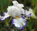 Ирис "Картуш" (Iris Cartouche) — фото 2