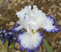 Ирис "Картуш" (Iris Cartouche) — фото 3