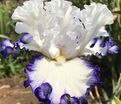 Ирис "Картуш" (Iris Cartouche) — фото 4