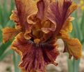 Ирис "Кримсон Тайгер" (Iris Crimson Tiger) — фото 4