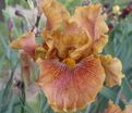 Ирис "Кримсон Тайгер" (Iris Crimson Tiger) — фото 5