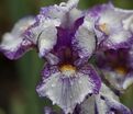 Ирис "Кьют Ас Баттон" (Iris Cute As Button) — фото 2