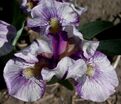 Ирис "Кьют Ас Баттон" (Iris Cute As Button) — фото 3