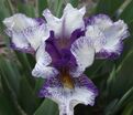Ирис "Кьют Ас Баттон" (Iris Cute As Button) — фото 5