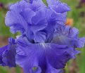 Ирис "Метолиус Блюз" (Iris Metolius Blues) — фото 2