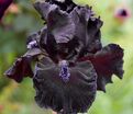 Ирис "Обсидиан" (Iris Obsidian) — фото 2