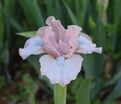 Ирис "Оу Соу Свит" (Iris Oh So Sweet) — фото 2