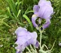 Ирис "Паллида Аржентис / Альбо Вариегата" (Iris Pallida Argenteis / Albo Variegata) — фото 2