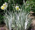 Ирис "Паллида Аржентис / Альбо Вариегата" (Iris Pallida Argenteis / Albo Variegata) — фото 3