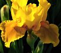 Ирис "Памплемусc" (Iris Pamplemousse) — фото 2