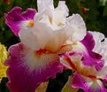Ирис "Пранс Эжен" (Iris Prince Eugene) — фото 2