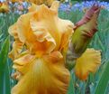 Ирис "Растик Сидр" (Iris Rustic Cedar) — фото 2