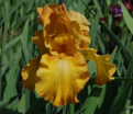 Ирис "Растик Сидр" (Iris Rustic Cedar) — фото 5