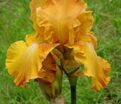 Ирис "Растик Сидр" (Iris Rustic Cedar) — фото 6