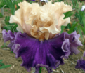 Ирис "Роарин Твентис" (Iris Roaring Twenties) — фото 2