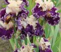 Ирис "Роарин Твентис" (Iris Roaring Twenties) — фото 3