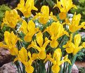 Ирис "Роял Еллоу" (Iris Royal Yellow) — фото 2