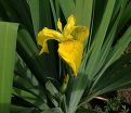 Ирис "Роял Еллоу" (Iris Royal Yellow) — фото 3