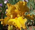 Ирис "Сигарилло" (Iris Cigarillo) — фото 2