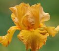 Ирис "Сигарилло" (Iris Cigarillo) — фото 3