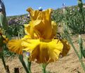 Ирис "Сигарилло" (Iris Cigarillo) — фото 4