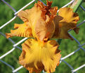 Ирис "Сигарилло" (Iris Cigarillo) — фото 6