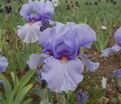 Ирис "Симпатик" (Iris Sympathique) — фото 2
