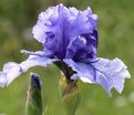 Ирис "Соверен Кроун" (Iris Sovereign Crown) — фото 2