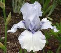 Ирис "Сон Оф Норвей" (Iris Song Of Norway) — фото 2