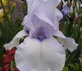 Ирис "Сон Оф Норвей" (Iris Song Of Norway) — фото 3