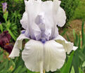 Ирис "Сон Оф Норвей" (Iris Song Of Norway) — фото 5