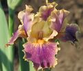 Ирис "Спуки" (Iris Spooky) — фото 3