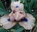 Ирис "Тикети Бу" (Iris Tickety Boo) — фото 2