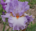 Ирис "Уи Мадам" (Iris Oui Madame) — фото 2