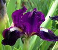 Ирис "Уиш Апон Э Стар" (Iris Wish Upon A Star) — фото 4