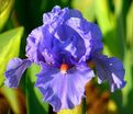 Ирис "Фаер Ин Зе Скай" (Iris Fire In The Sky) — фото 2