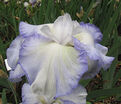 Ирис "Флаффи Пиллоус" (Iris Fluffy Pillows) — фото 3