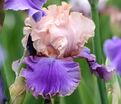 Ирис "Флорентайн Силк" (Iris Florentine Silk) — фото 2