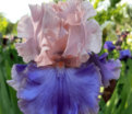 Ирис "Флорентайн Силк" (Iris Florentine Silk) — фото 5