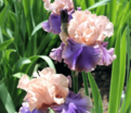 Ирис "Флорентайн Силк" (Iris Florentine Silk) — фото 6