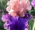 Ирис "Флорентайн Силк" (Iris Florentine Silk) — фото 7