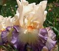 Ирис "Фоли Дус" (Iris Folie Douce) — фото 2