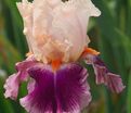 Ирис "Черри Блоссом Сонг" (Iris Cherry Blossom Song) — фото 5