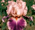 Ирис "Черри Блоссом Сонг" (Iris Cherry Blossom Song) — фото 6
