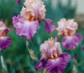 Ирис "Черри Блоссом Сонг" (Iris Cherry Blossom Song) — фото 7