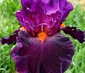 Ирис "Шарп Дрессэд Мэн" (Iris Sharp Dressed Man) — фото 2