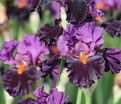 Ирис "Шарп Дрессэд Мэн" (Iris Sharp Dressed Man) — фото 3
