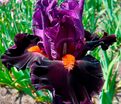 Ирис "Шарп Дрессэд Мэн" (Iris Sharp Dressed Man) — фото 5