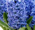 Гиацинт Аква (Hyacinthus Aqua) — фото 3