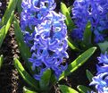 Гиацинт Аква (Hyacinthus Aqua) — фото 4